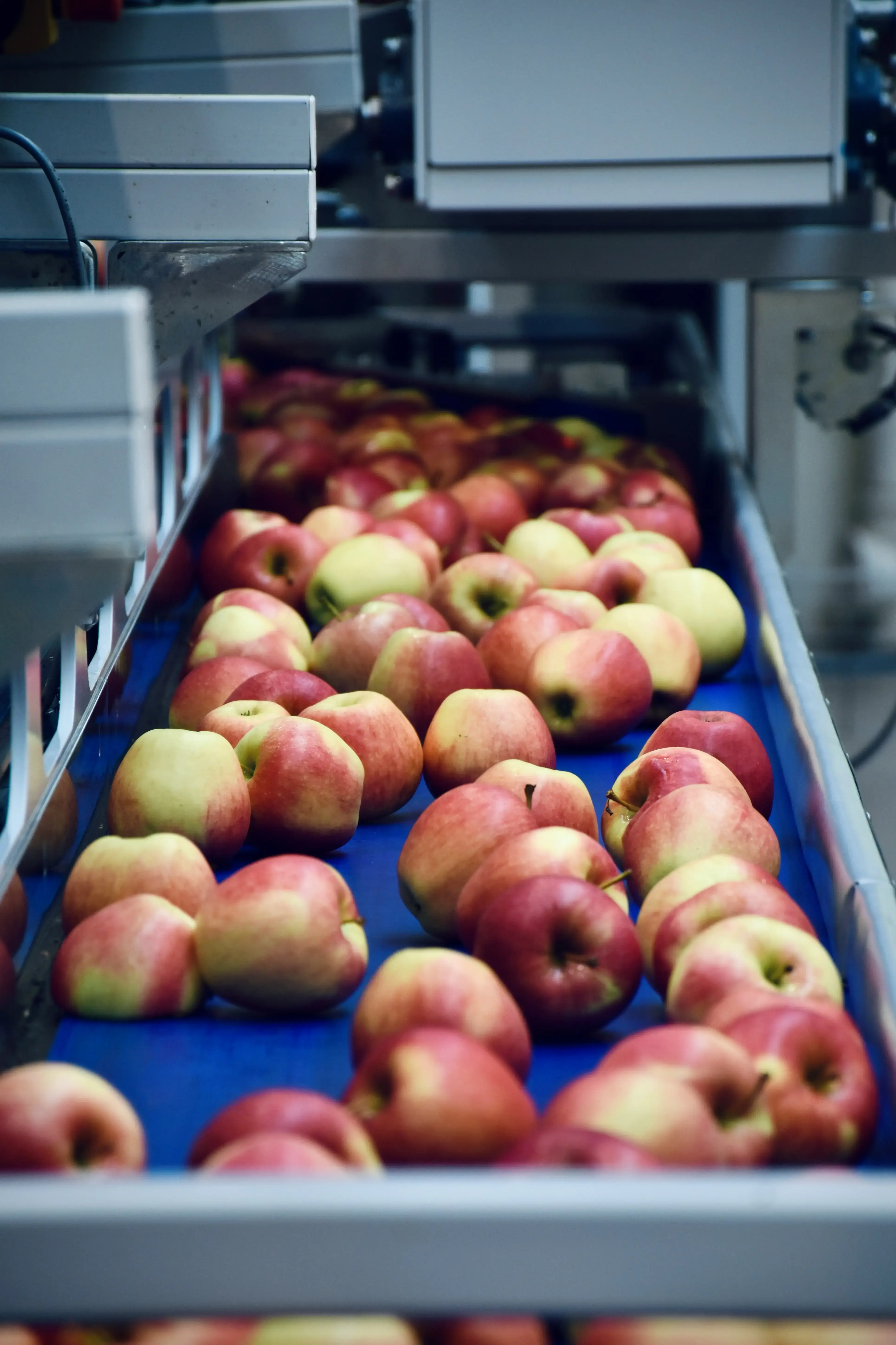 apples conveyor