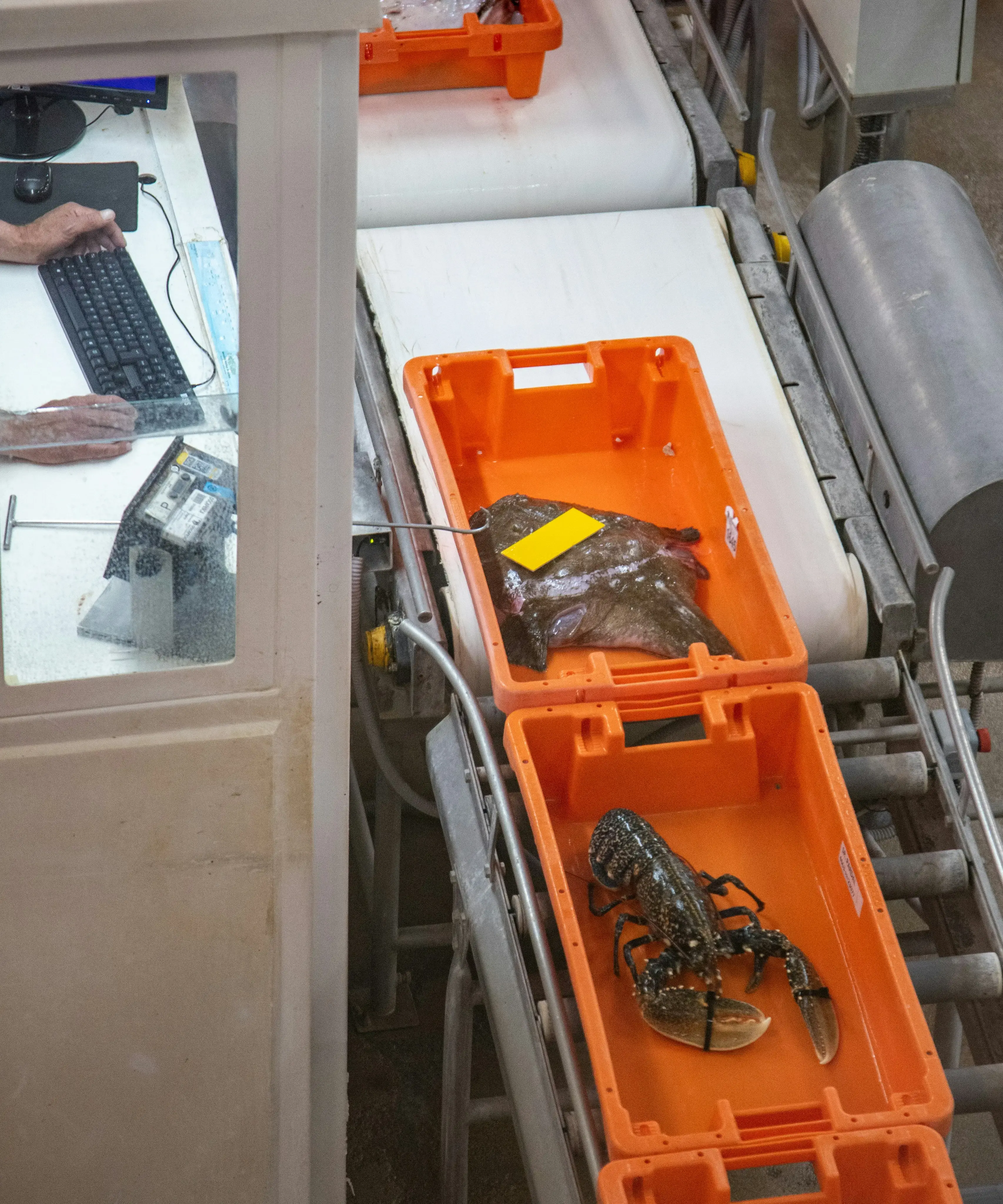 fish line crab